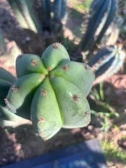 Dr. G x Sharxx  — 11” Pup