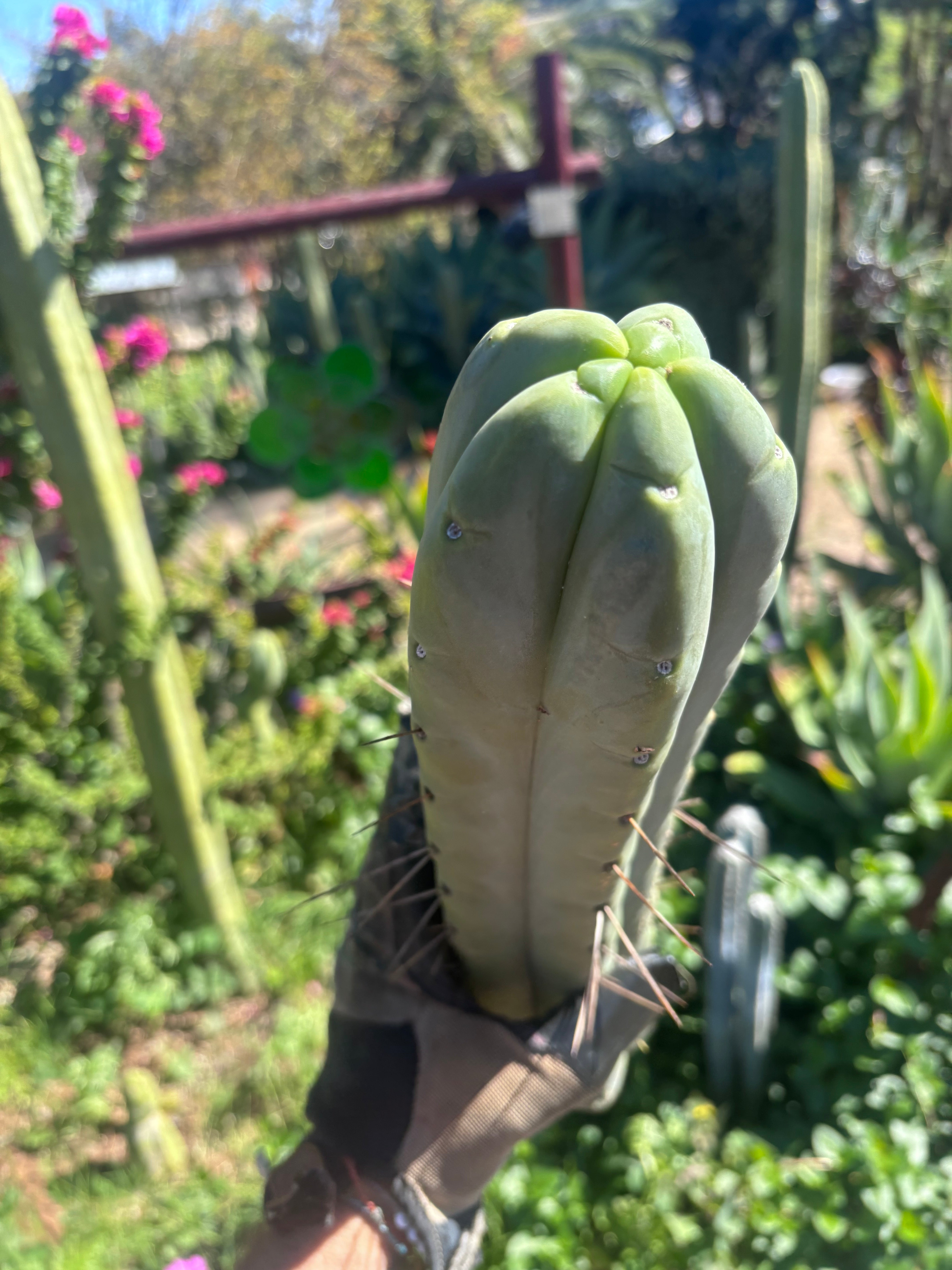 👑💎🌶️🌶️ Eileen — 15” Mega Tips