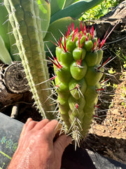 💎👑 Rauhocereus Riosaniensis — 8” Tip