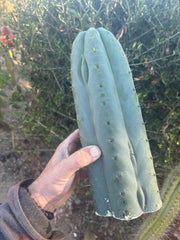 👑💎🌶️  Ashdod — Massive 12” Tip