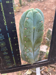 👑💎🌶️ Bob’s Colossus—  Chonky 9” Pup