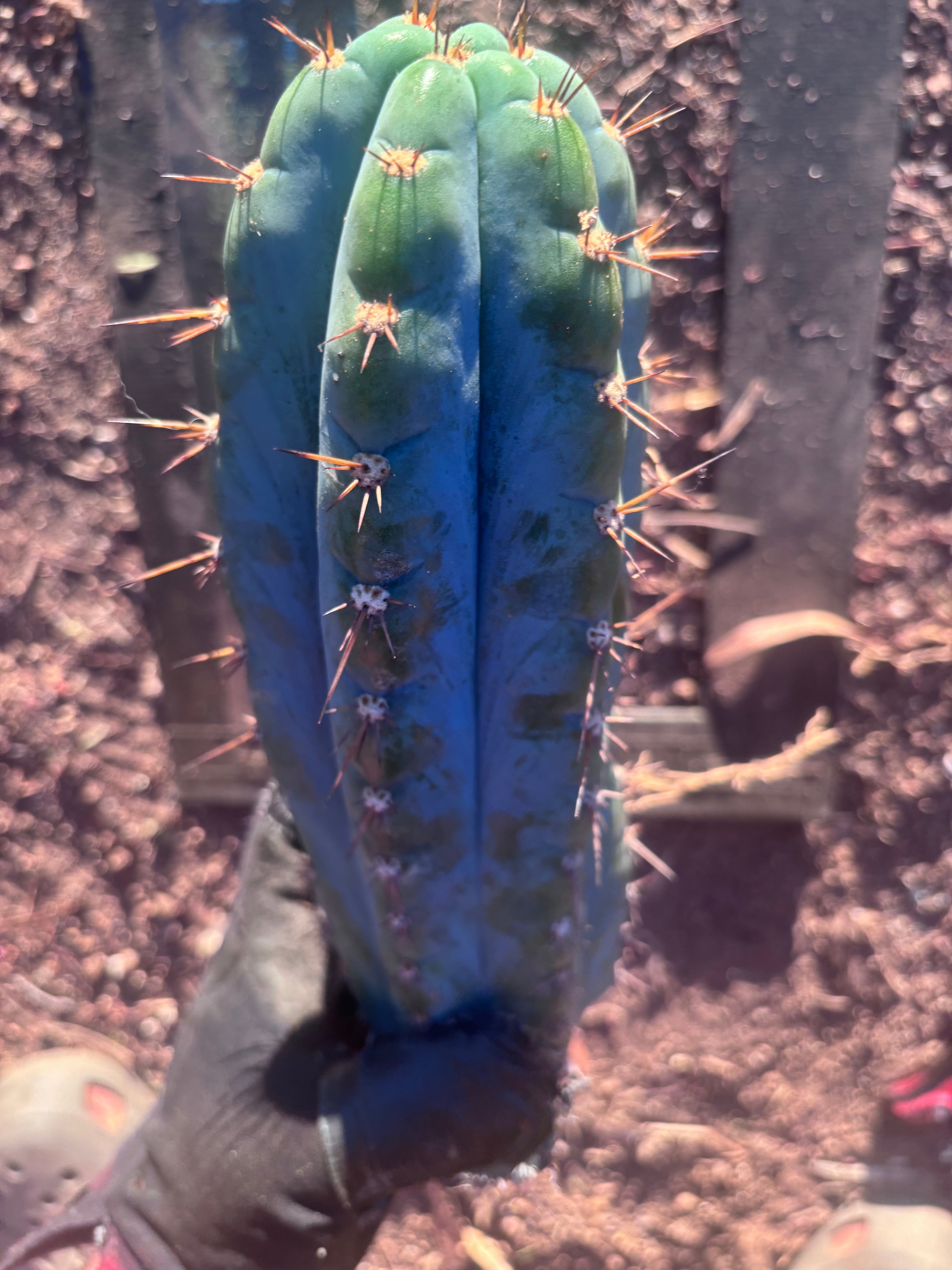 💎👑💎 Papa Smurf — Chonky 12” Pup