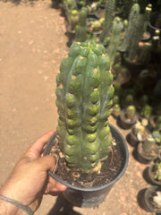 💎👑🌶️  Ichoca — Chonky Rooted 12”
