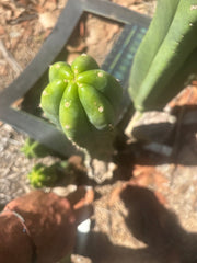 👑🌶️🌶️ Landfill — XL 14” Pup