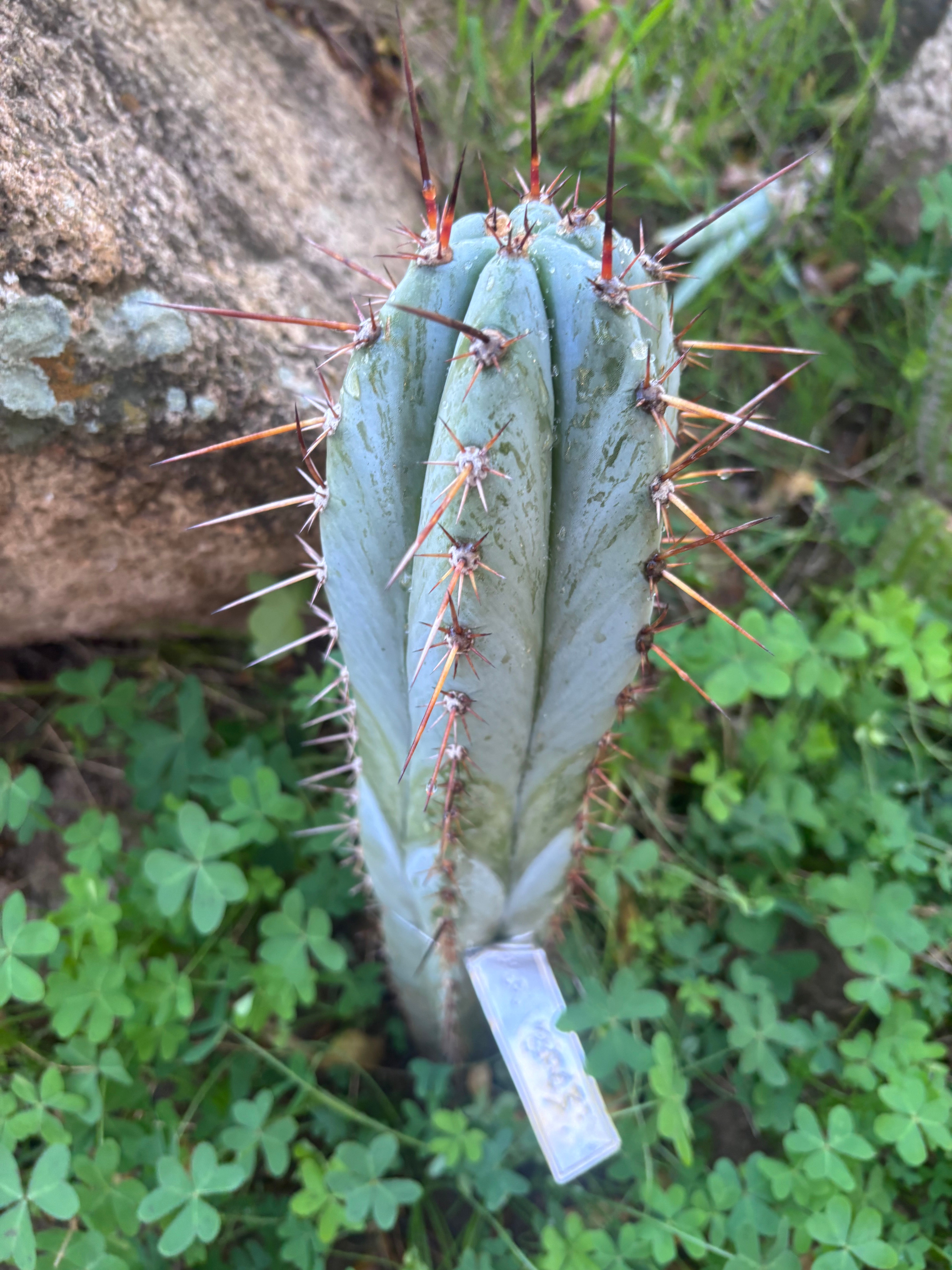 👑💎 BP03 “Pink Elephant” — 9” Tip