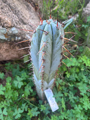 👑💎 BP03 “Pink Elephant” — 9” Tip