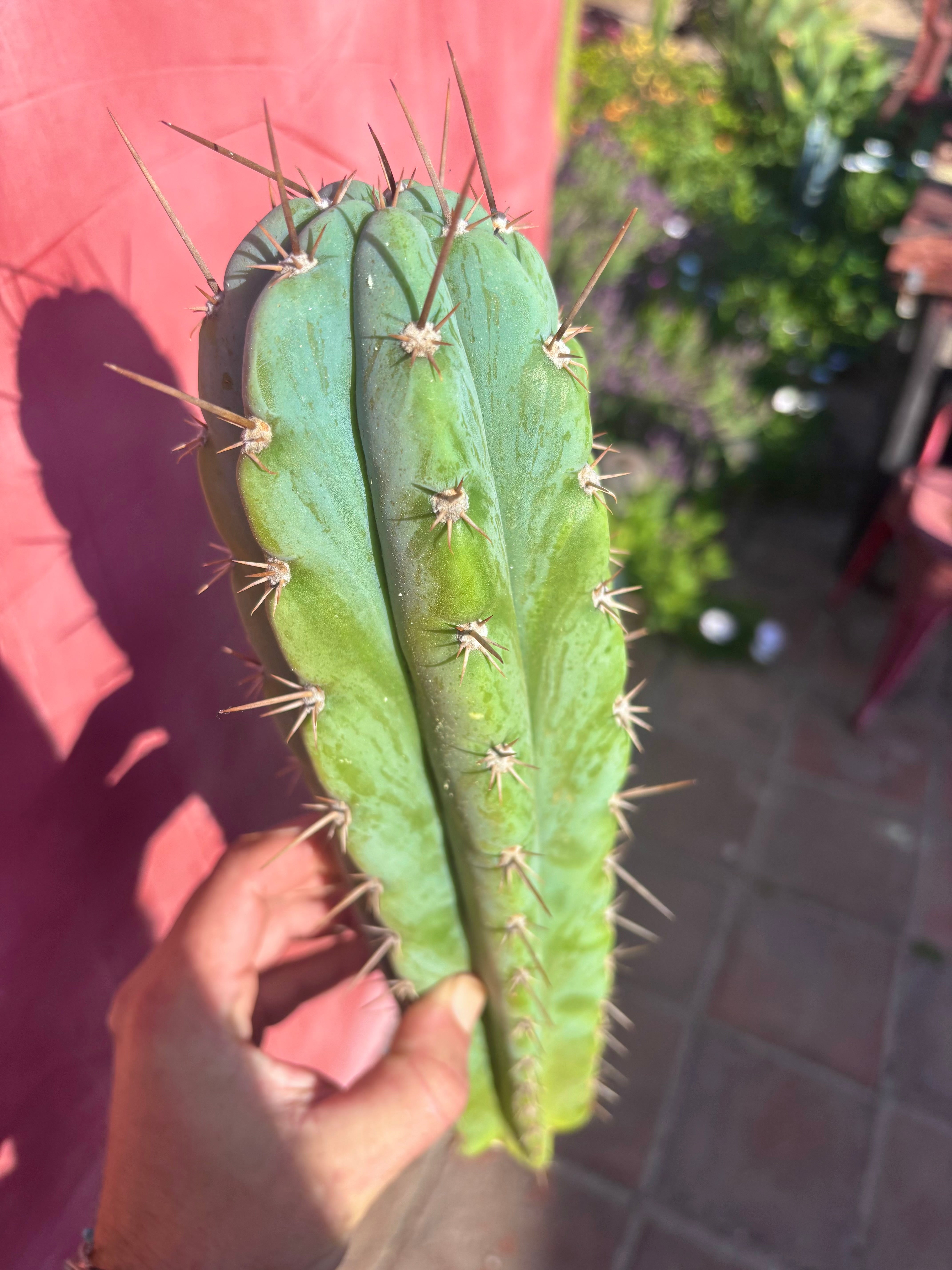 👑 Icaros — 14” Tip