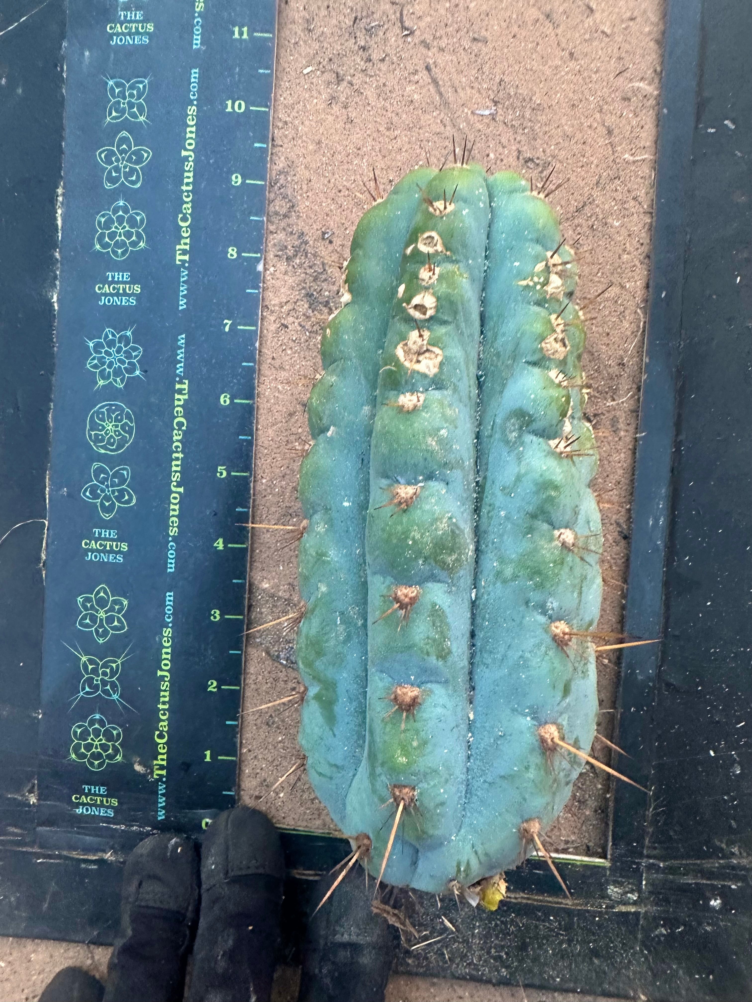 👑💎 Papa Smurf — 9” Pup