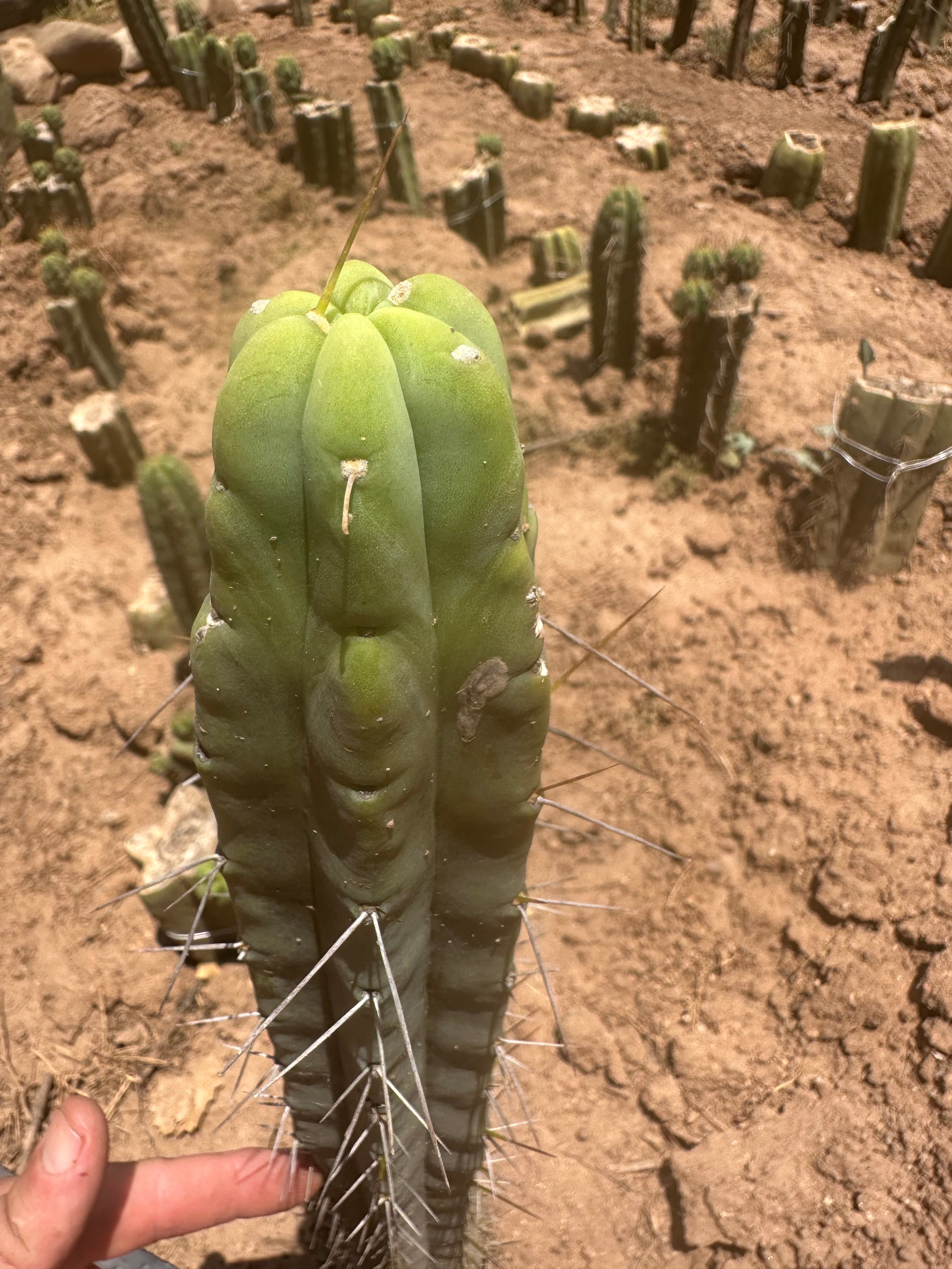 👑🌶️ SS02 — 10” Tip