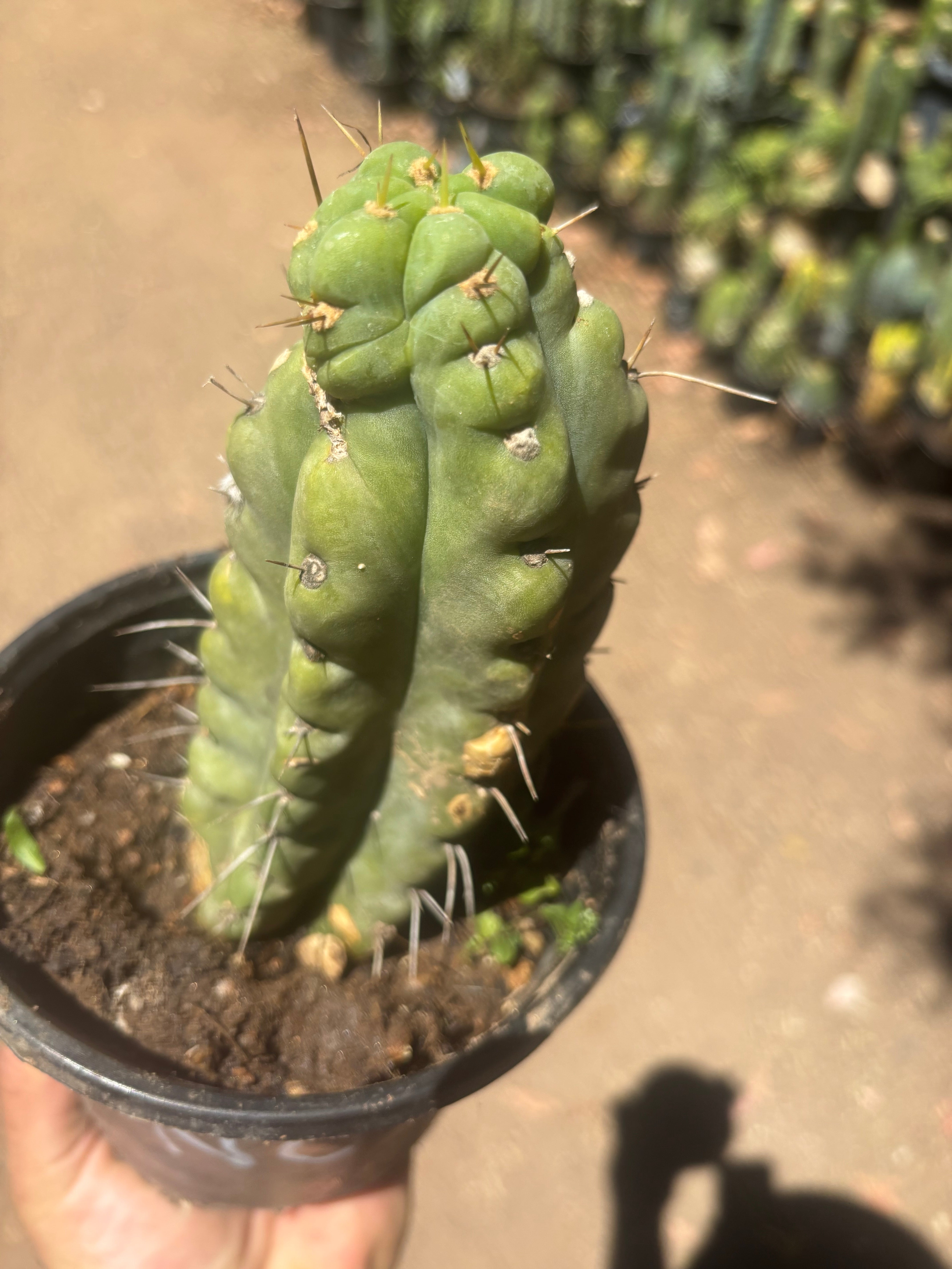 💎🌶️🌶️ NOM — Rooted Pup