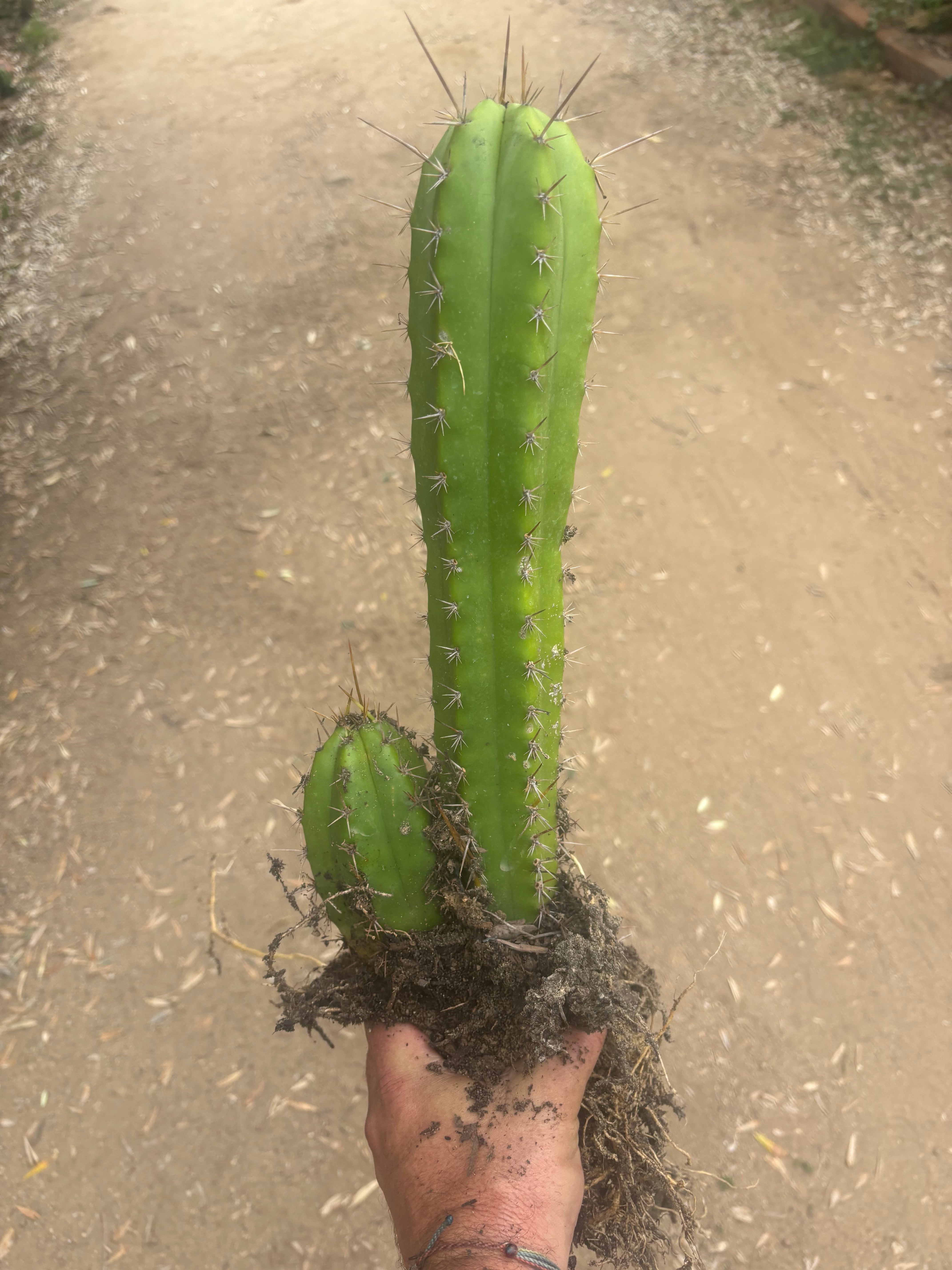 (🌶️) Lumberjack x Huaraz — Seed Grown Mini Stand