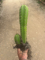 (🌶️) Lumberjack x Huaraz — Seed Grown Mini Stand