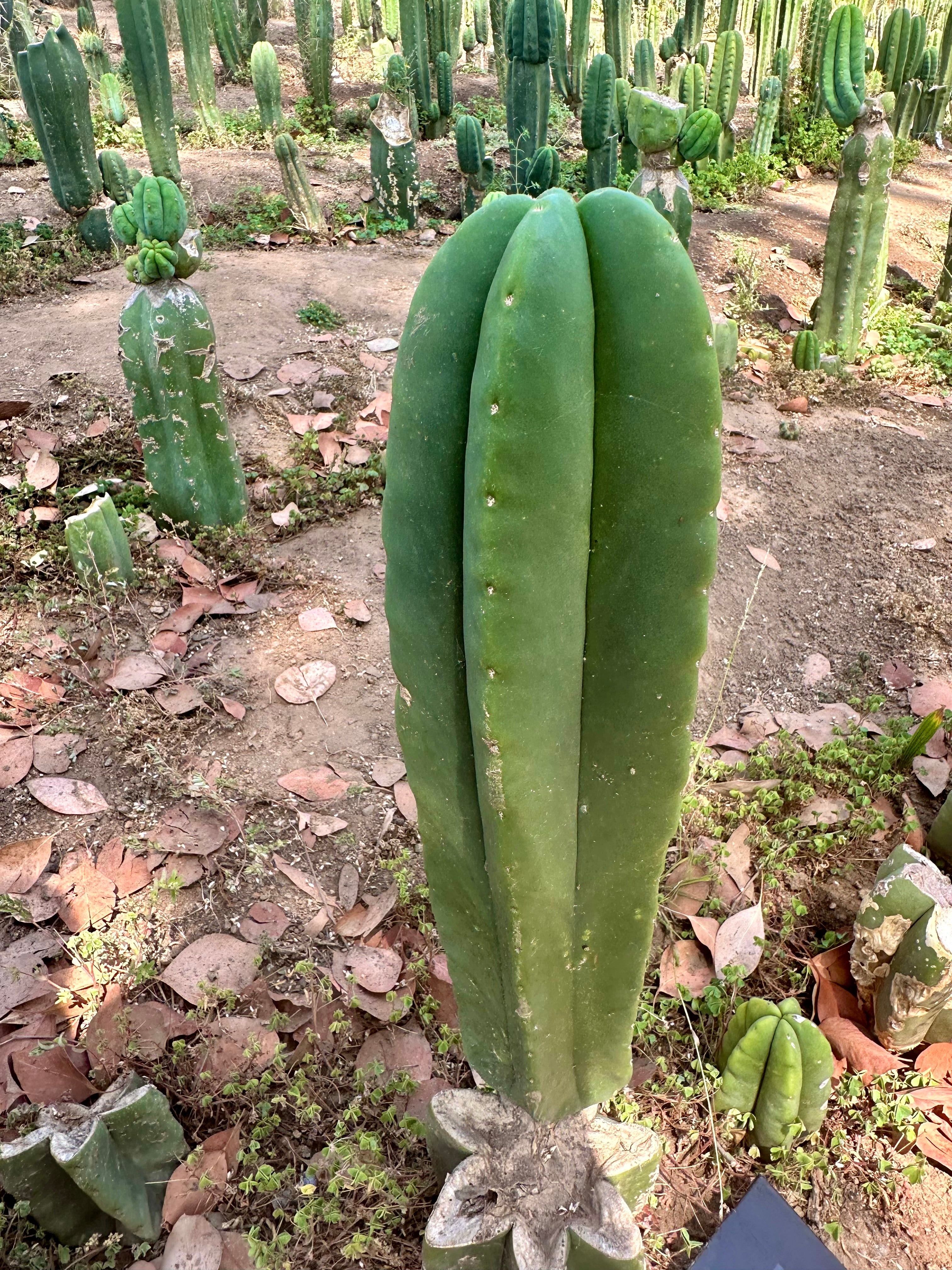 👑🌶️ Zulk — Thick 10” Tip