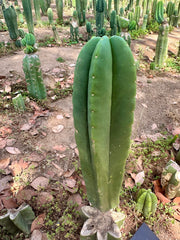 👑🌶️ Zulk — Thick 10” Tip
