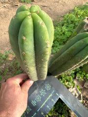 👑🌶️ Quito Qcumber — Restocked — 10” Tips