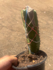 💎🌶️🌶️ NOM — Pup Graft On Seed Grown Rooted Stock