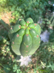 👑🌶️ The Field’s Pachanoi — Fat Pup