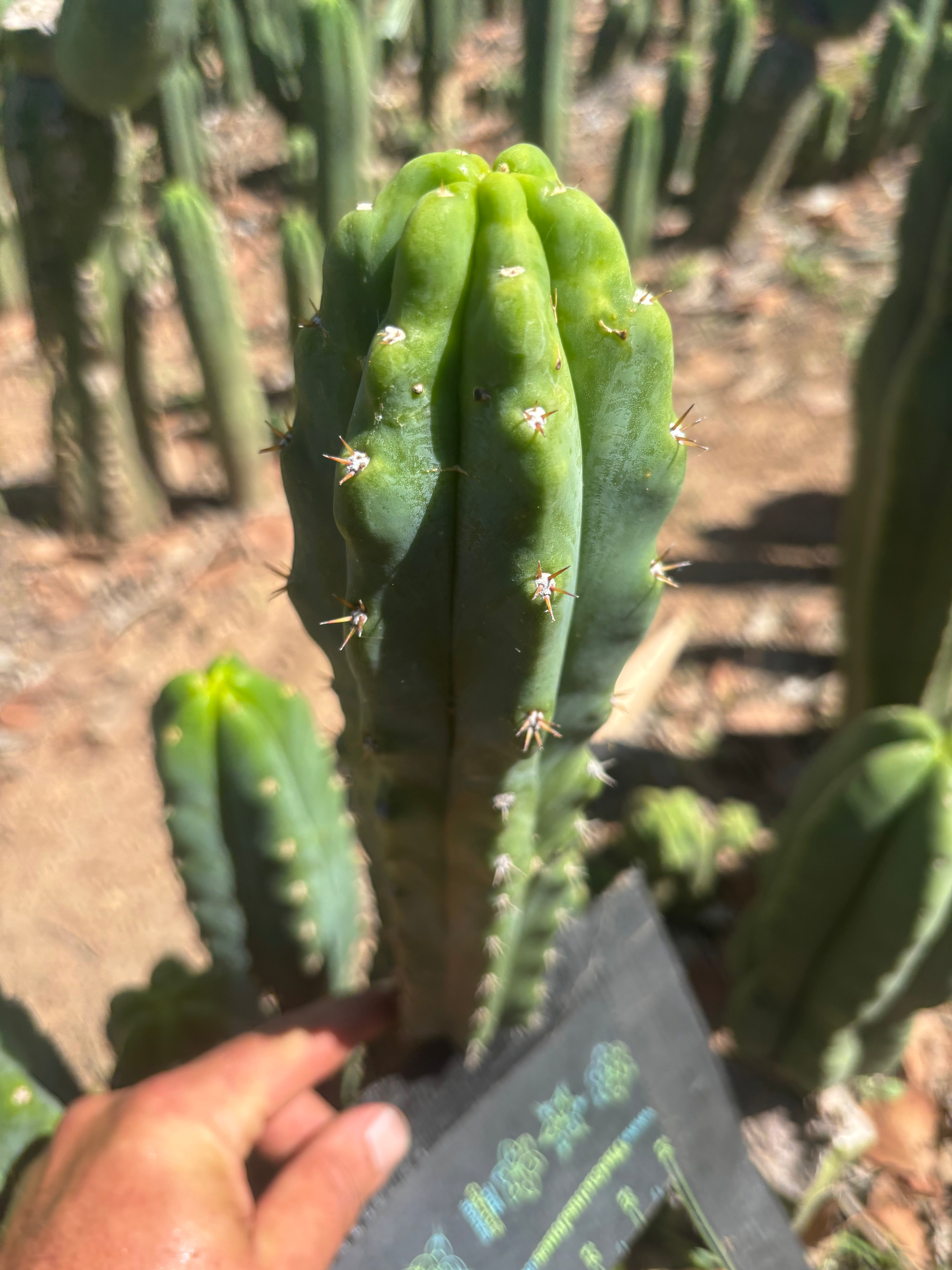 🌶️🌶️ NoidTwo — 10” Tip