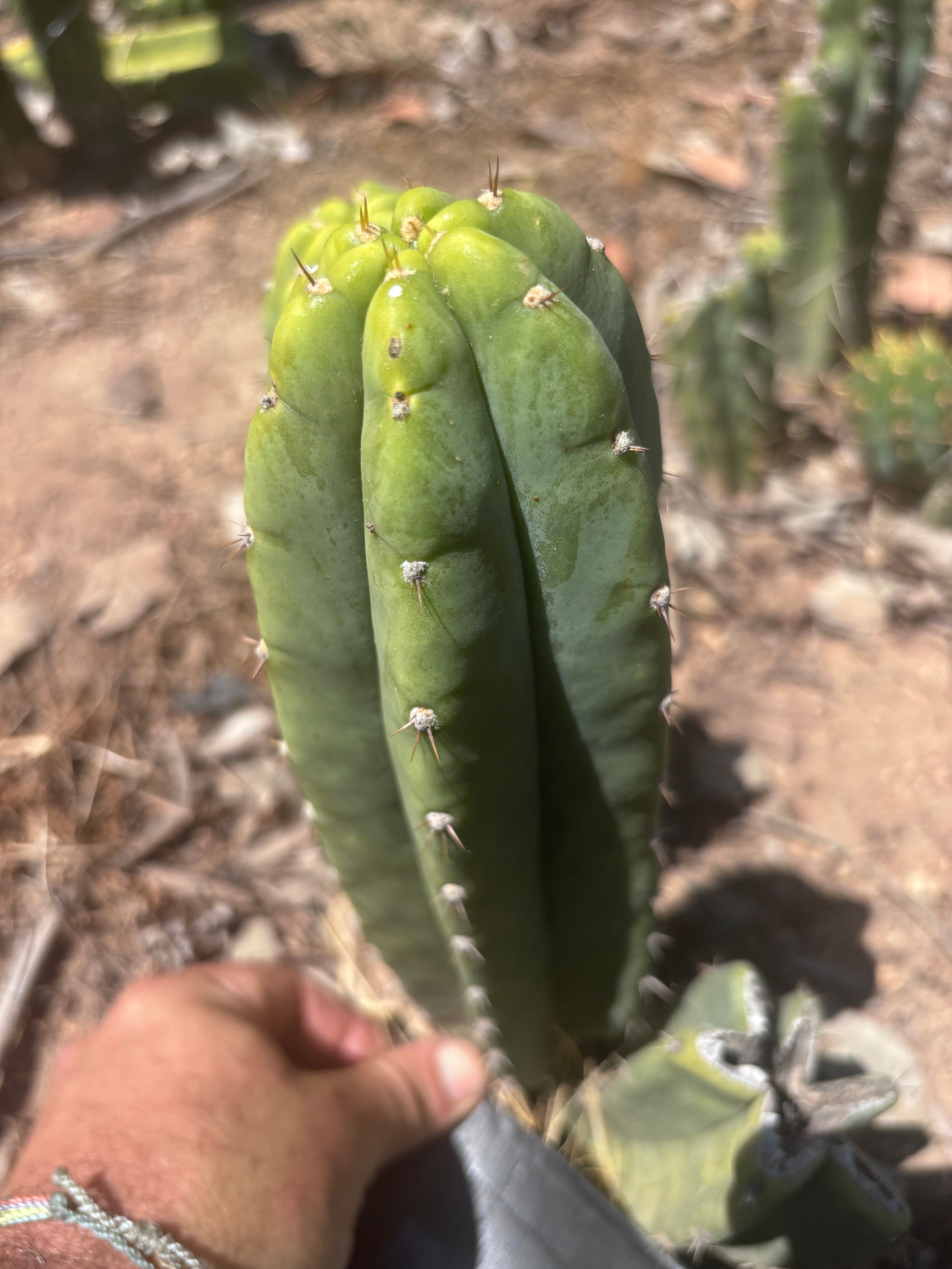 👑🌶️🌶️ Landfill — 10” Pup