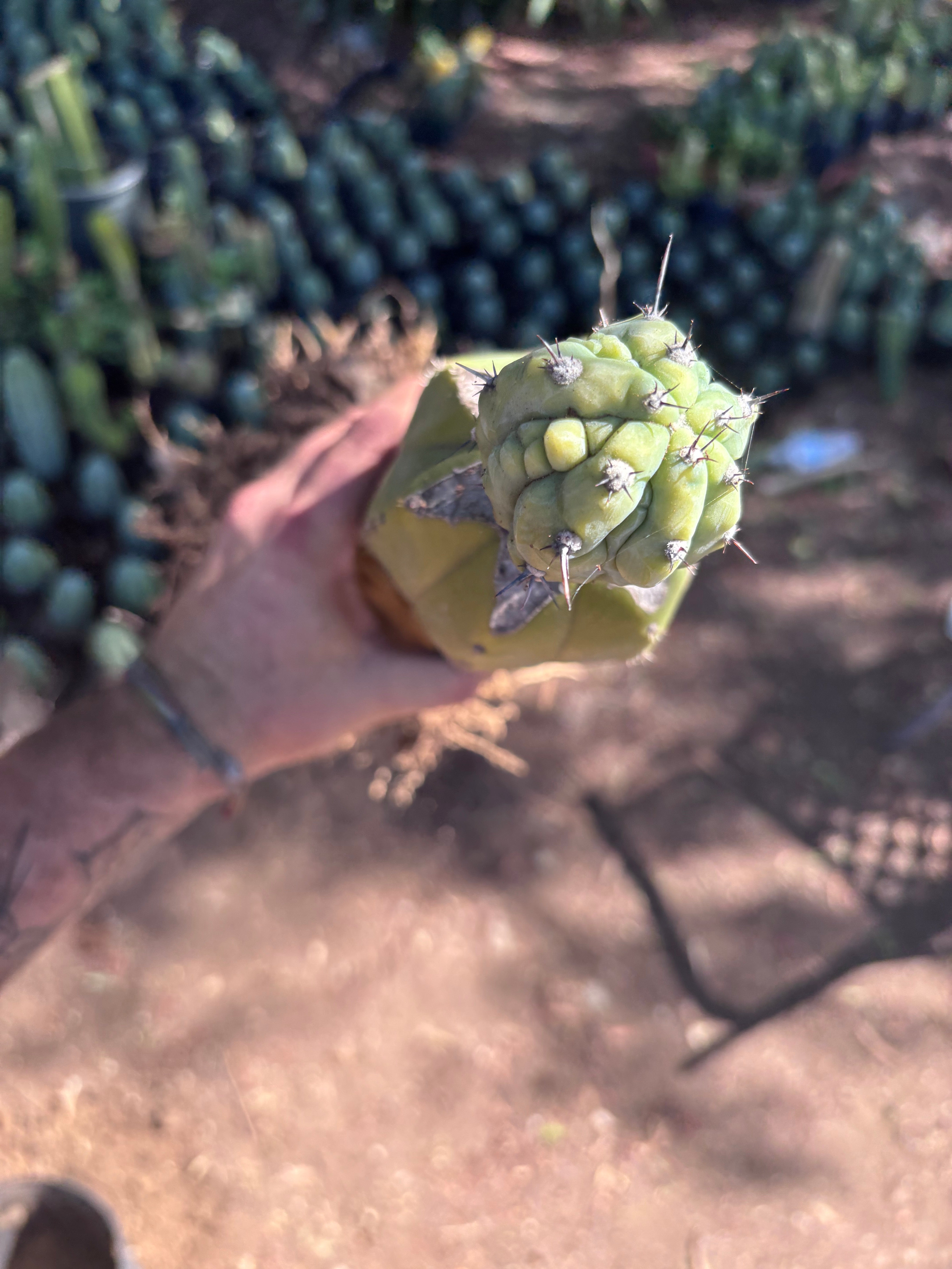 👑💎 Grecas — Established Tip Graft on Beefy Rooted PC