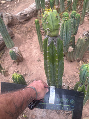 👑💎🌶️  CSD — Large Tip Graft