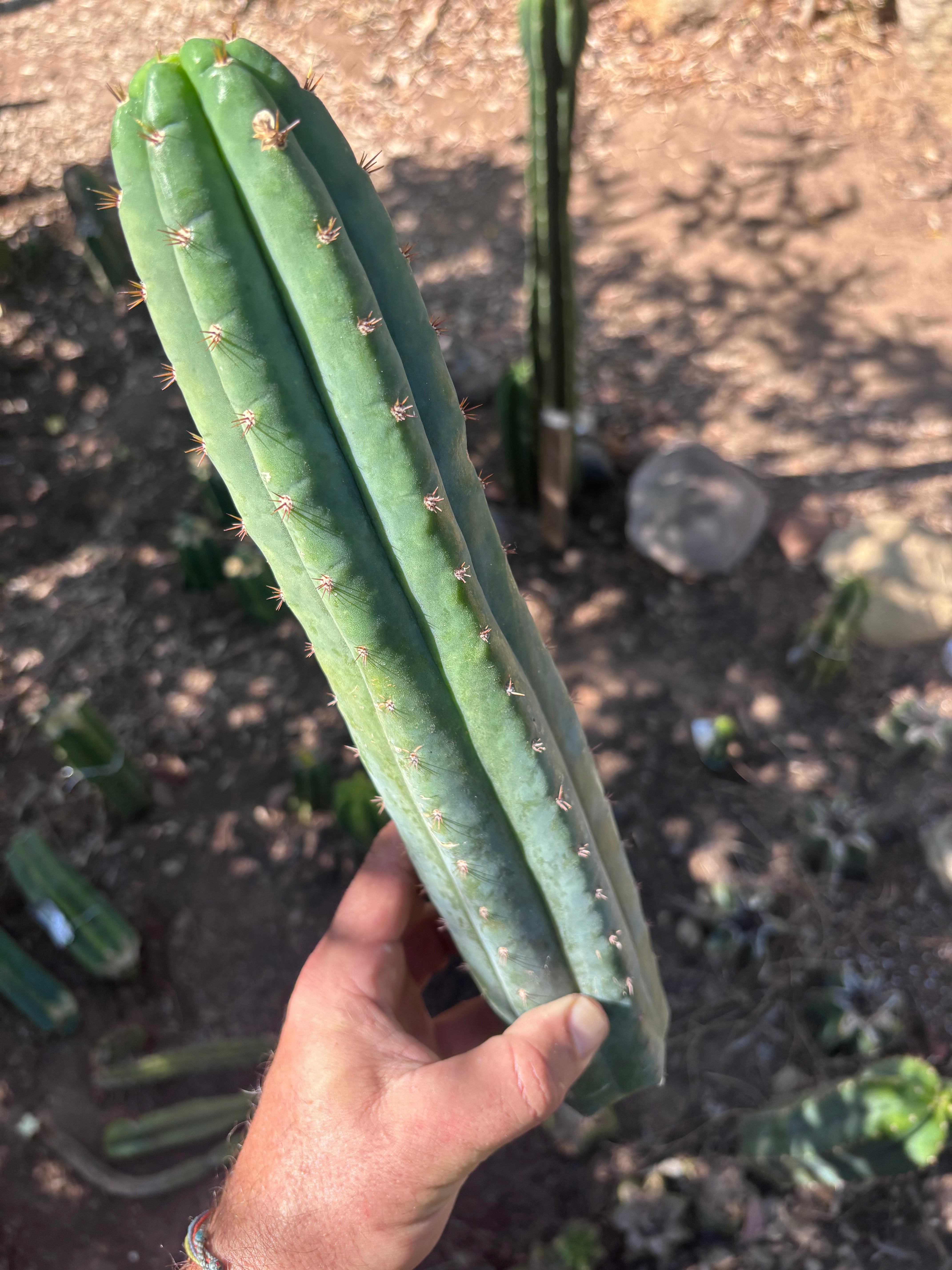 👑🌶️ Ventucky Blue — XL 17” Tip