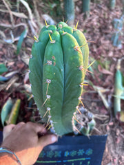 👑🌶️ Maranonensis — Thick 12” Pup