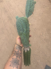 👑💎 Glorp — XL Graft