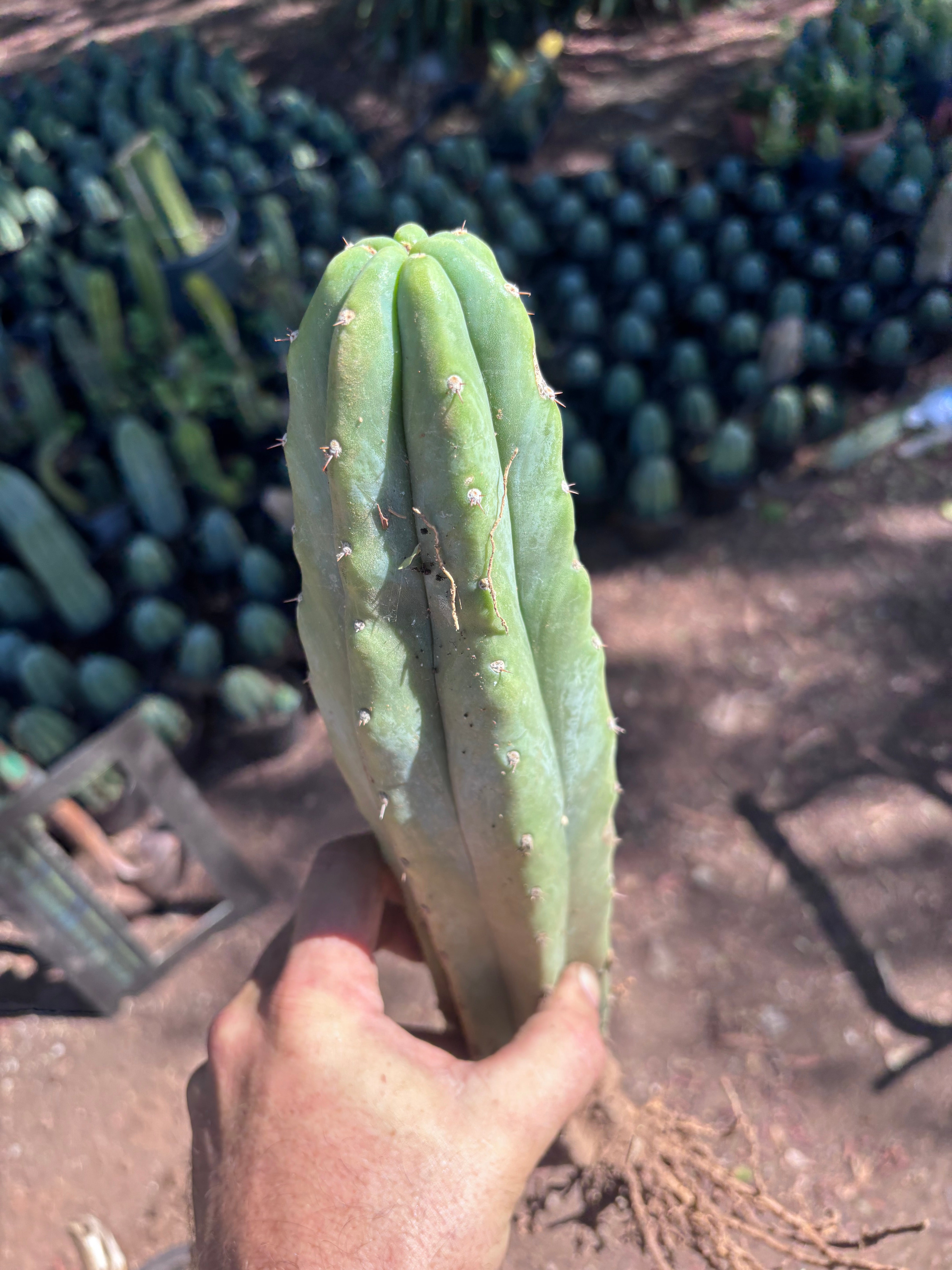 👑🌶️🌶️ Landfill — XL Rooted 16”