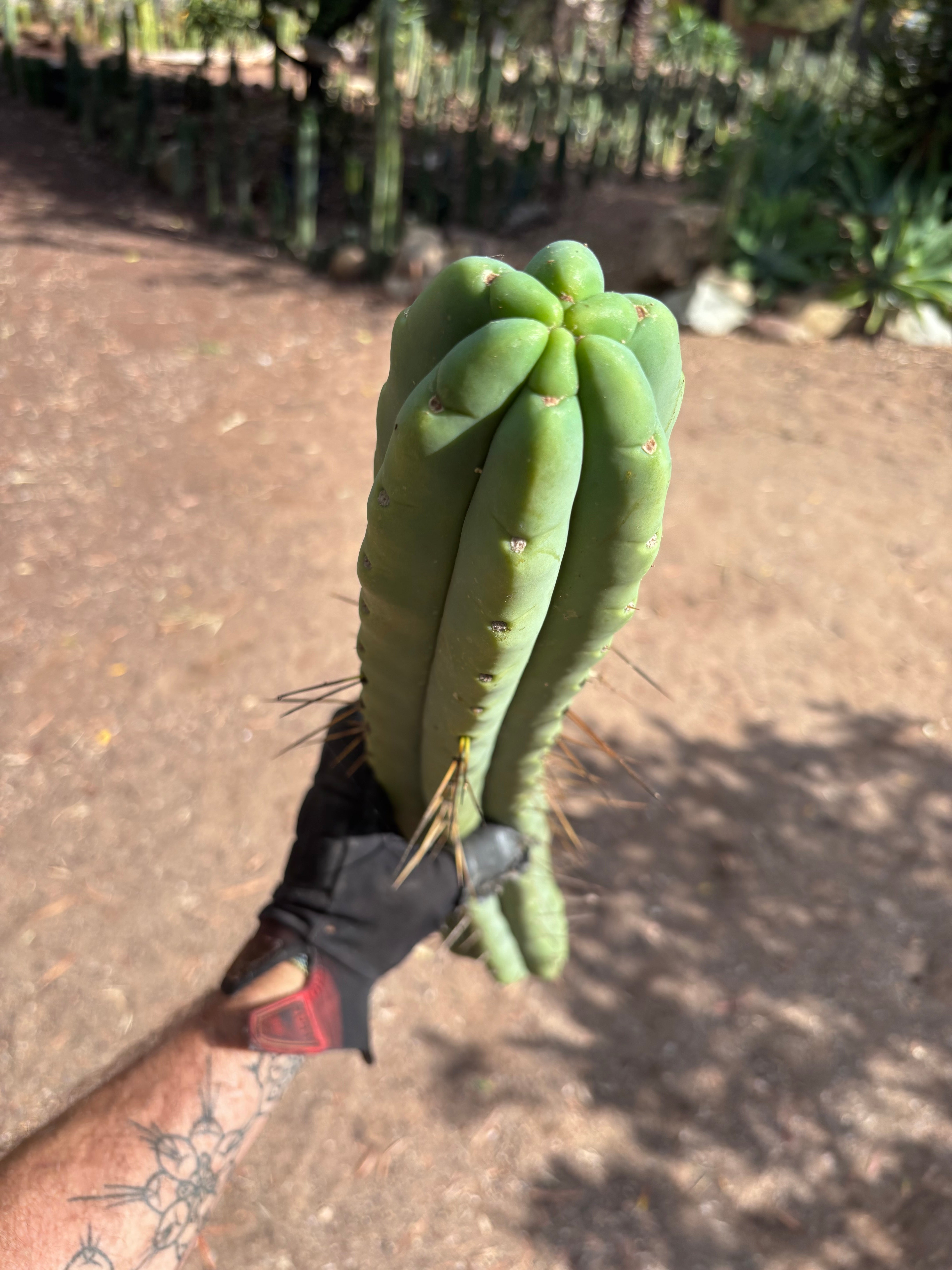 💎👑💎🌶️🌶️ Eileen — MEGA 21” (Tip #6)