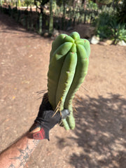 💎👑💎🌶️🌶️ Eileen — MEGA 21” (Tip #6)