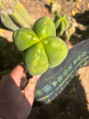 💎👑🌶️ Ferah — Fourwang Chub Muffin