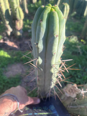 👑🌶️ Medicine Man — Another 14” Tip