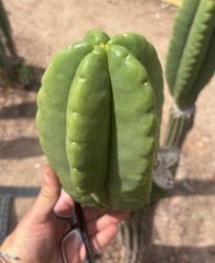 💎👑💎🌶️ Ferah — Massive 10” Melon!