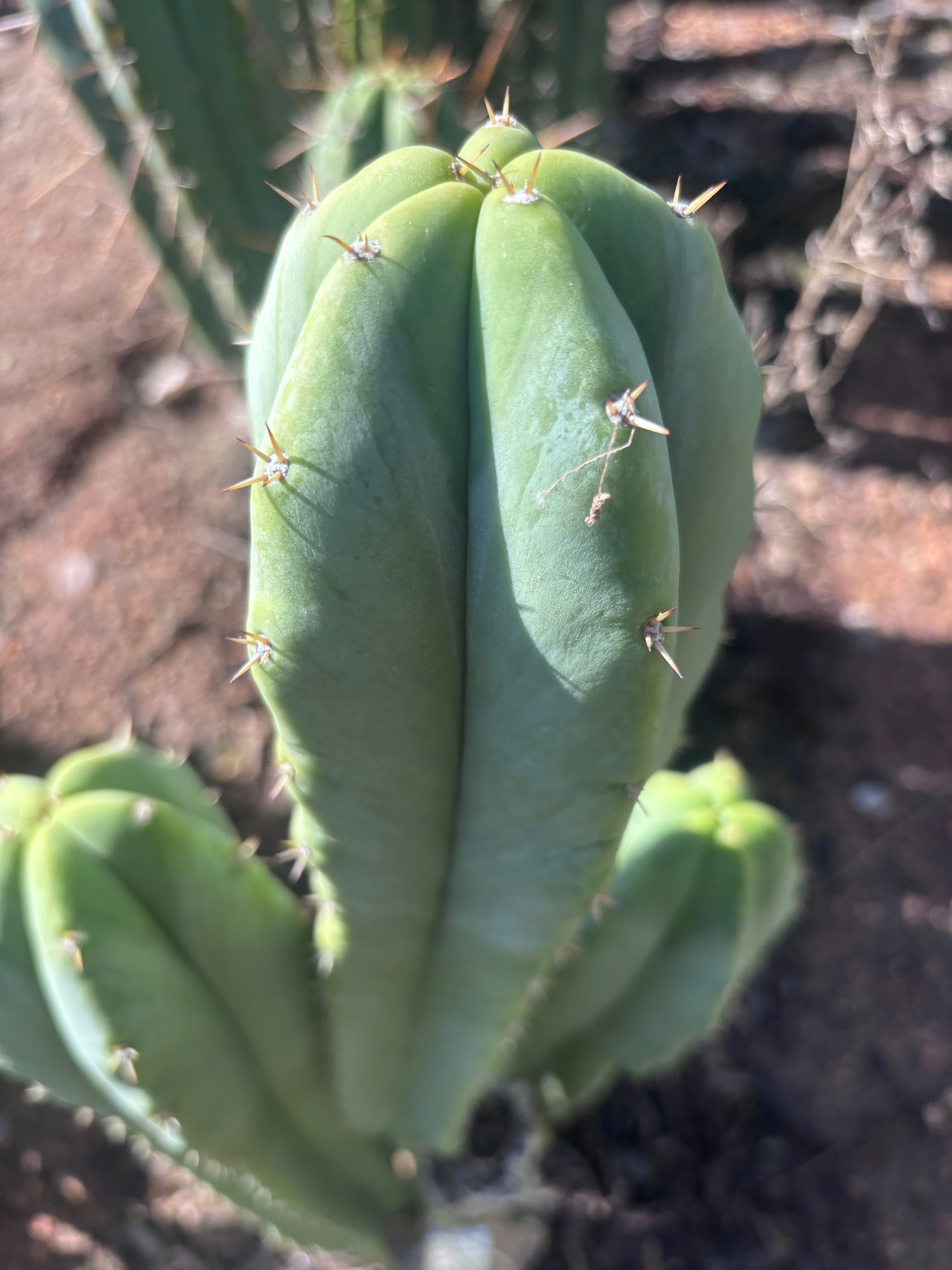 🌶️ Jada x Scop — XL 15” Pup