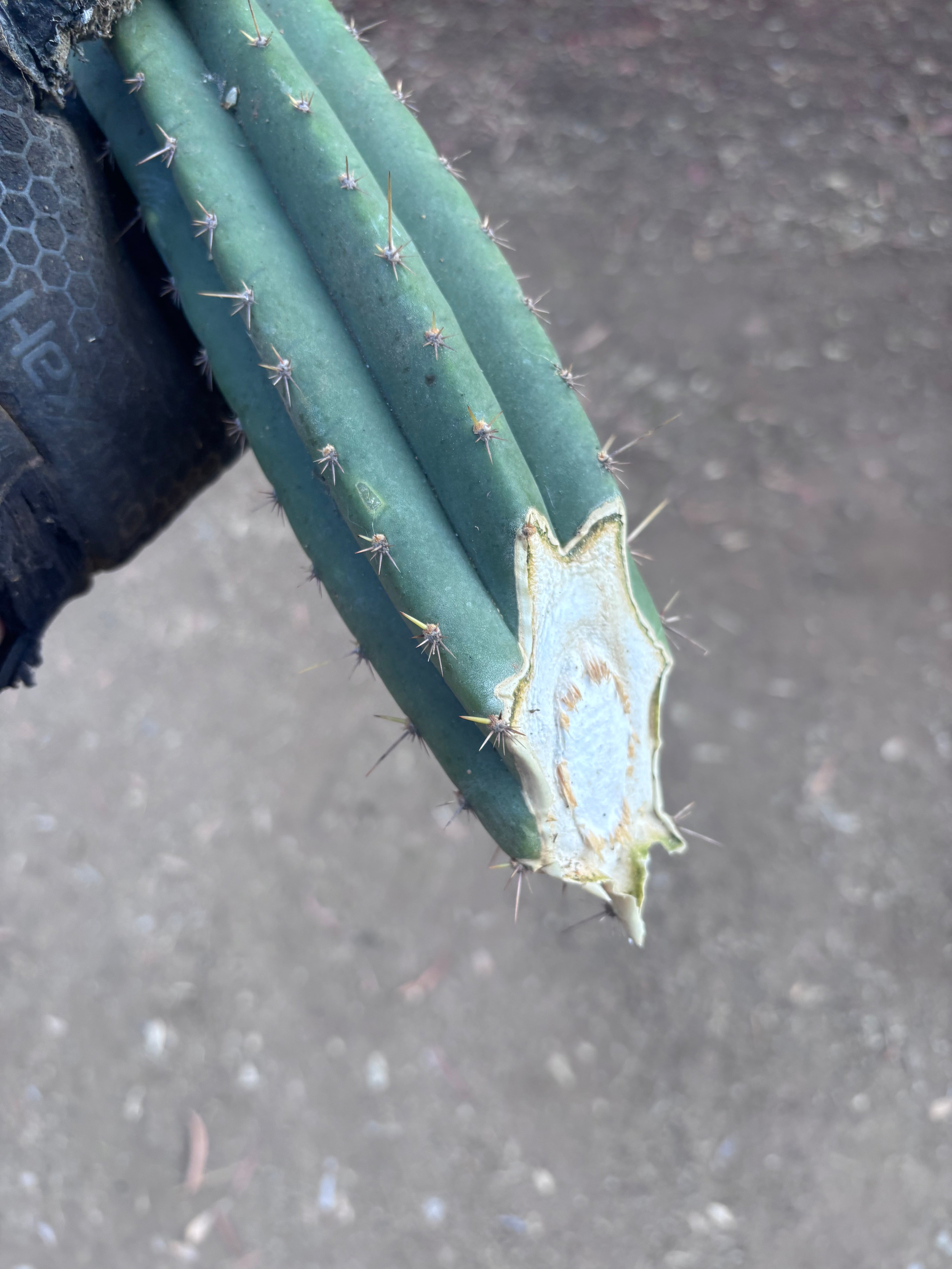 👑🌶️ KK339 — 21” Tip