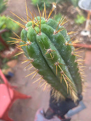 🌶️ SS02 x Kimura’s Spiny Giant   — 14” Tip