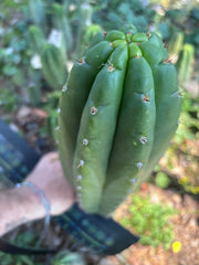 👑💎🌶️ Lima — MASSIVE 16” Pup
