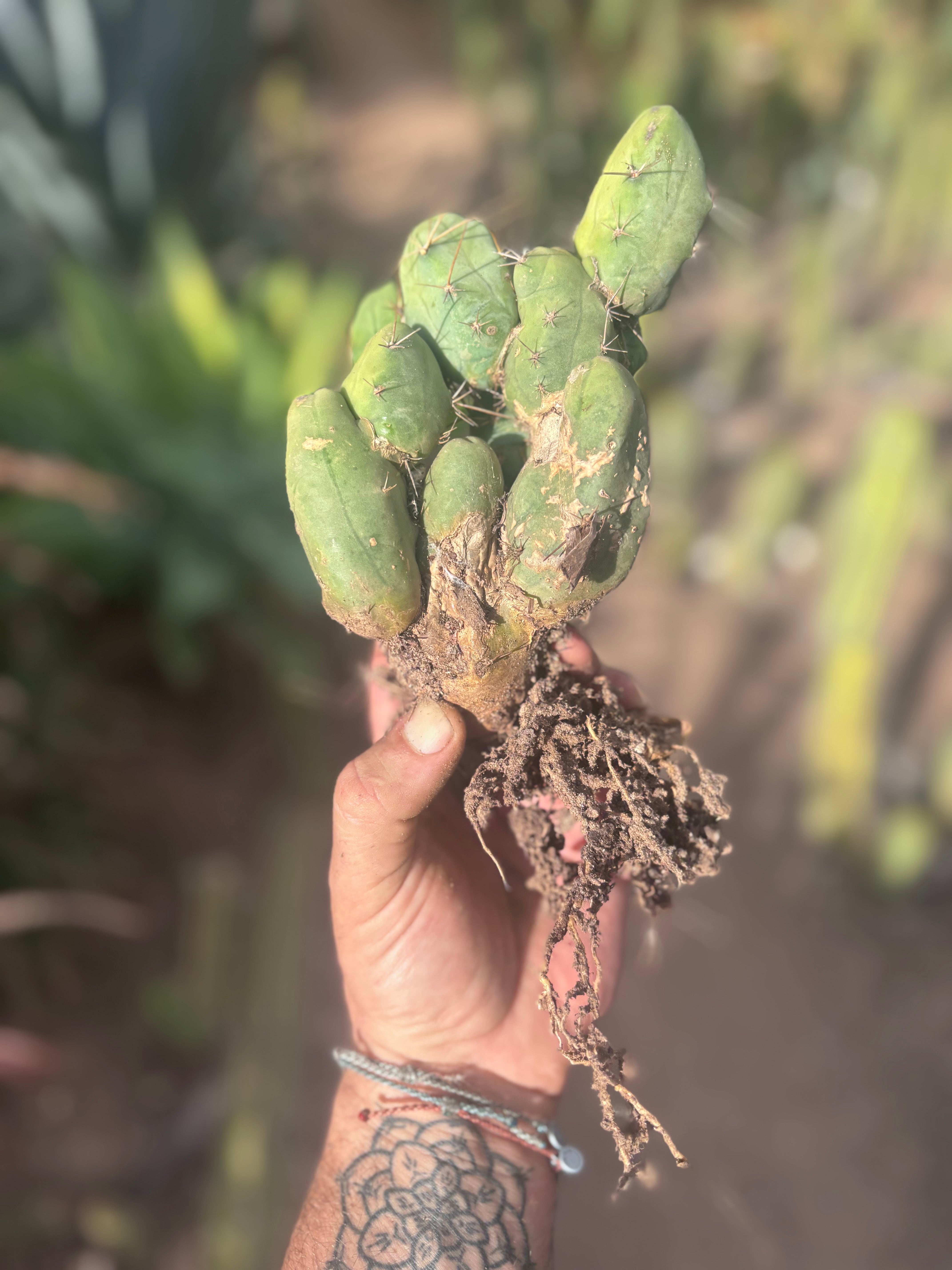 👑🌶️🌶️  TBM Clone B — Fully Rooted