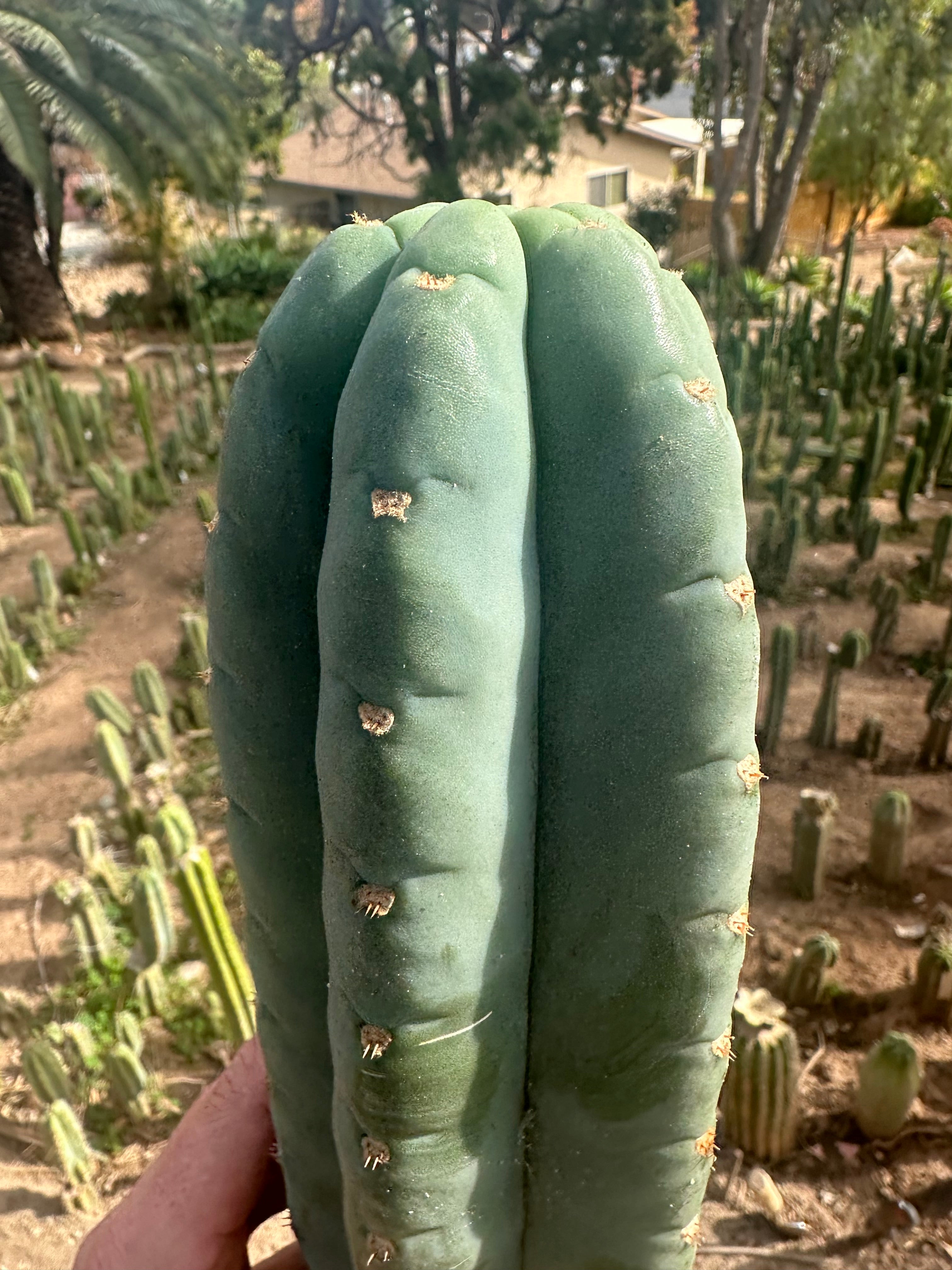 💎👑🌶️ Pierre — XL 15” Pup