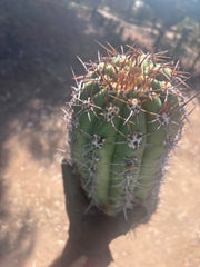 💎💎 Taquimbalensis — MASSIVE 18” Pup