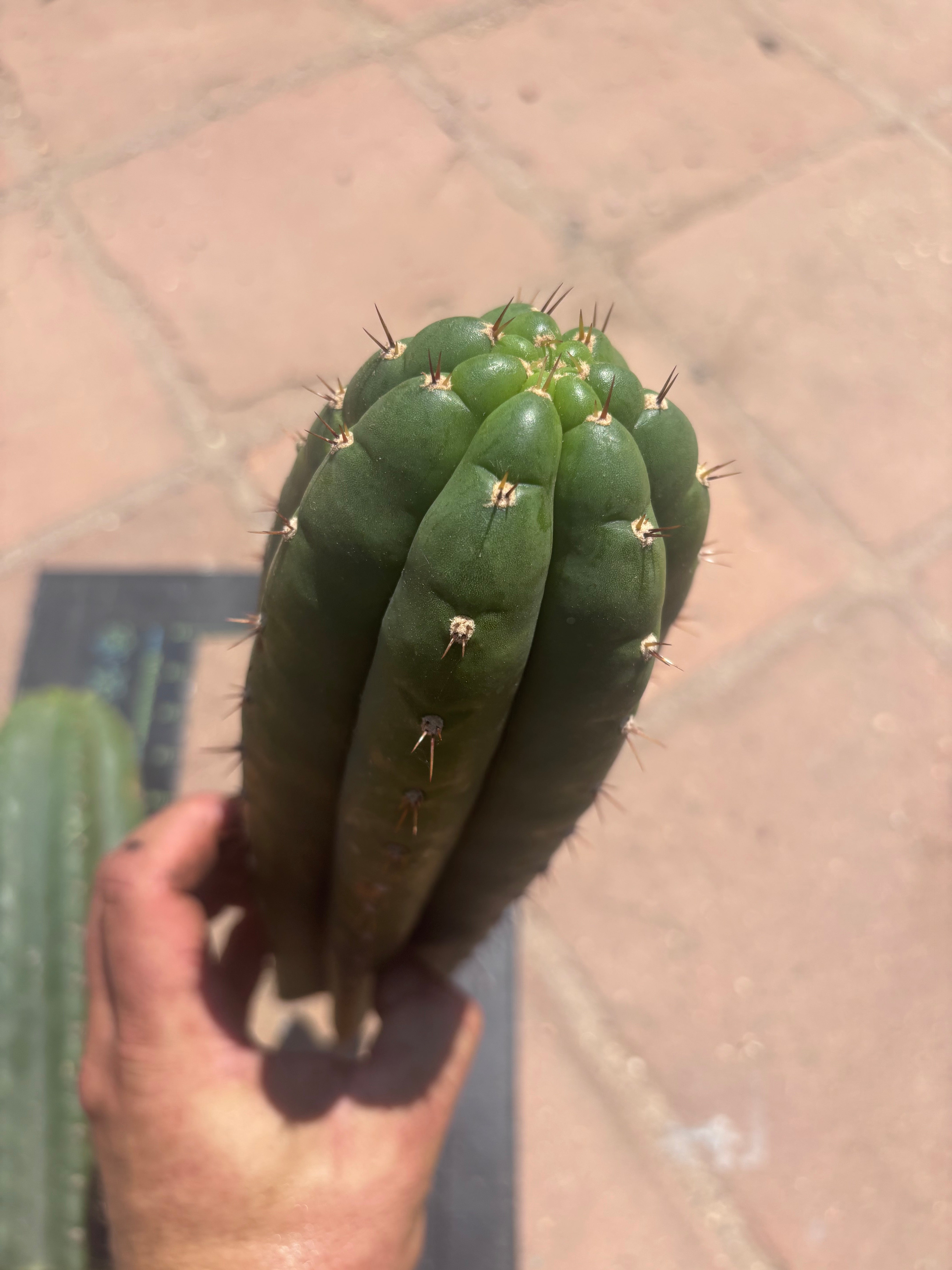 👑 LER — Lot of Two Tips — 13” and 10”