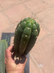 👑 LER — Lot of Two Tips — 13” and 10”