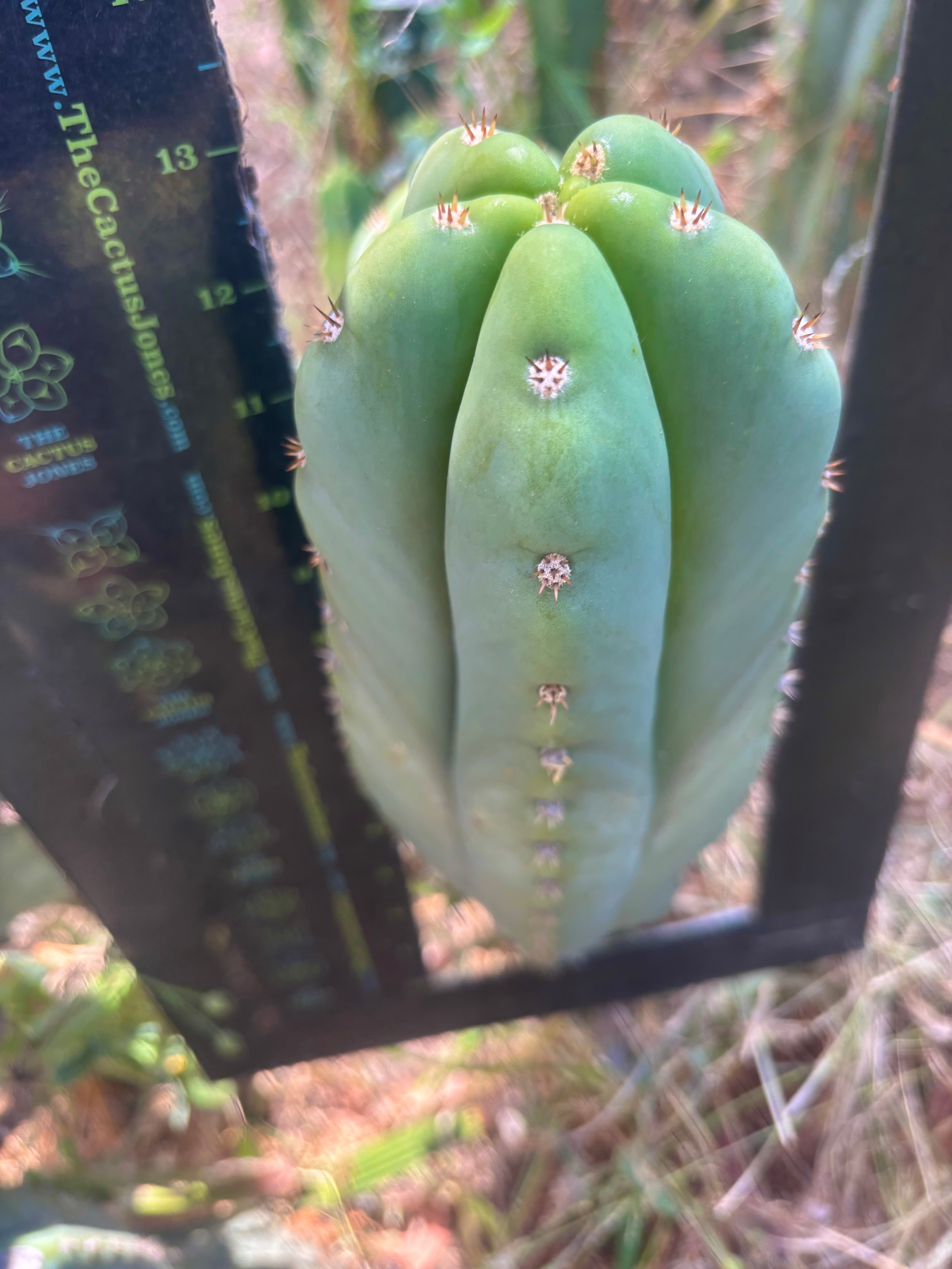 💎 Heynes x Sharxx  — BEEFY 13” Pup
