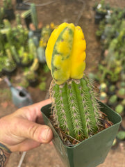 💎🔰 Ferah x Velvet, Vari #2 (FVV2) — Rooted Tip Graft