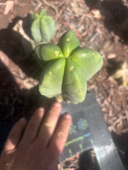 💎👑💎🌶️ Ferah — 8” Pup