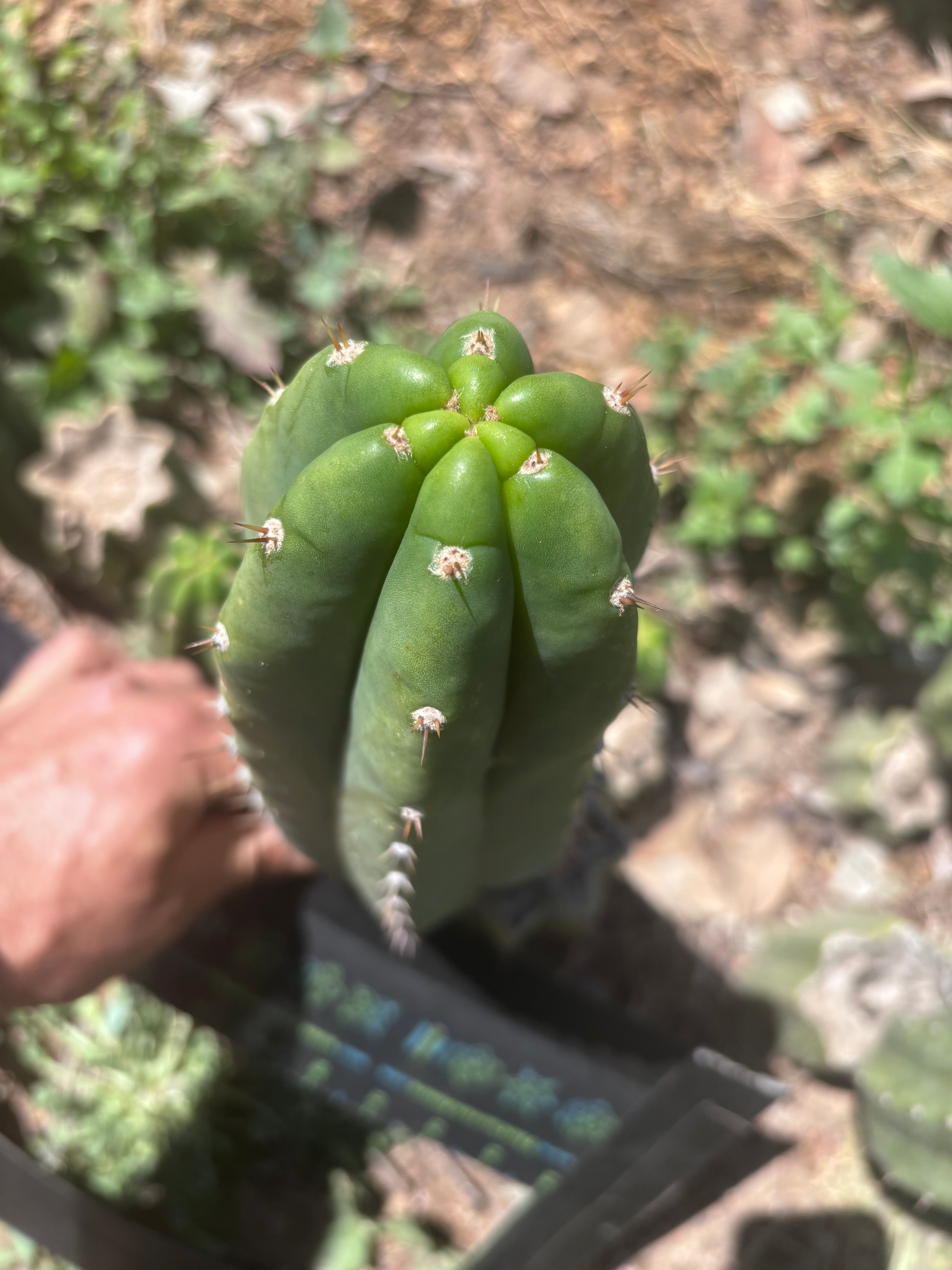 👑🌶️🌶️ Landfill — 10” Pup