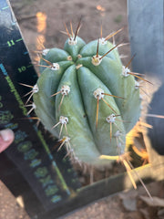 💎👑🌶️ CGG —  Another 12” Melon