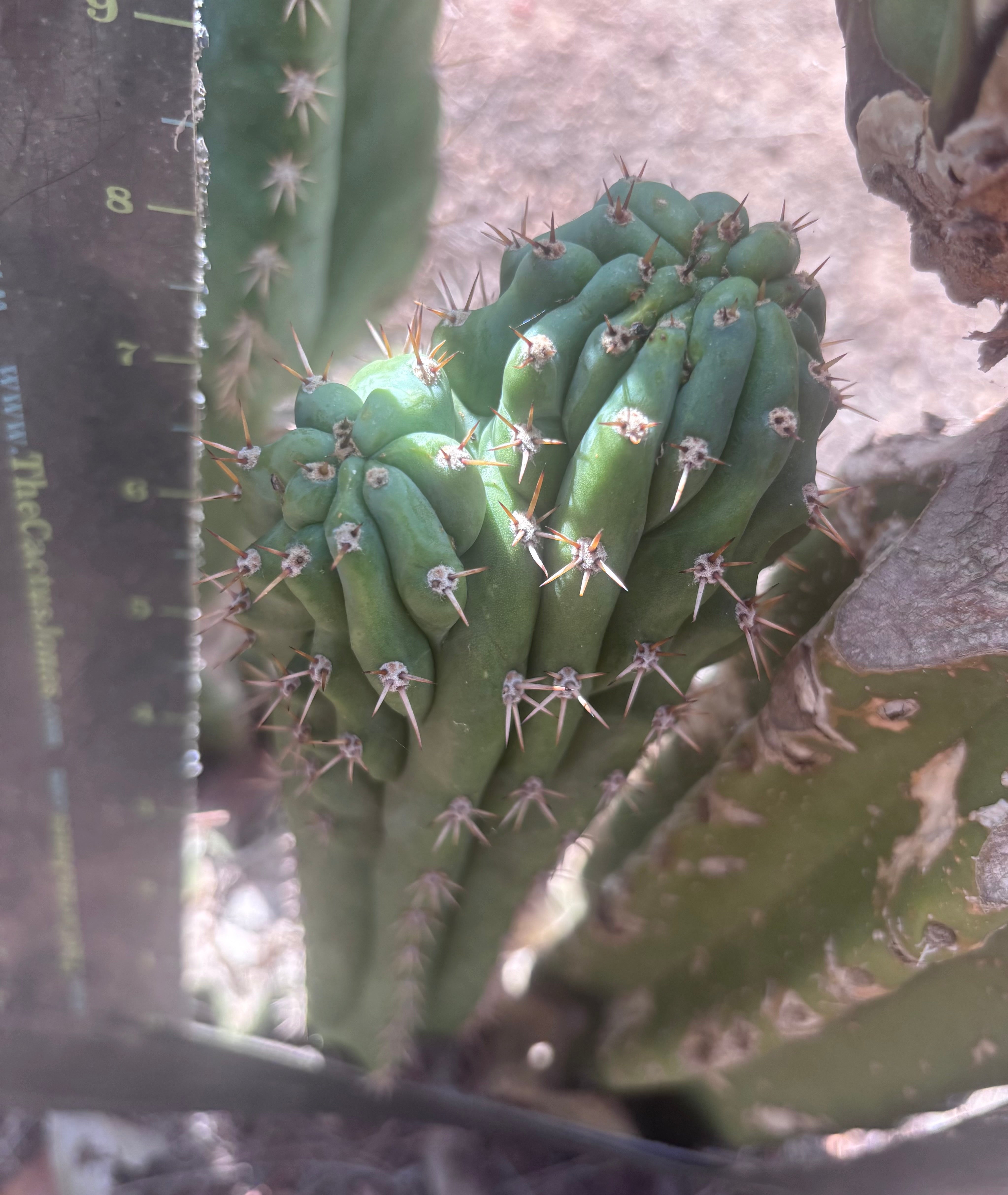 👑🐦‍⬛ RJ’s Clone — 9” Dichot Tip