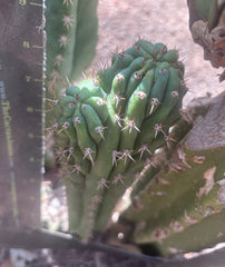 👑🐦‍⬛ RJ’s Clone — 9” Dichot Tip